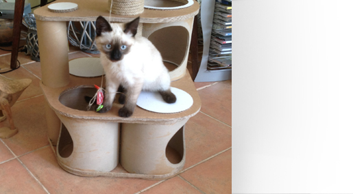 Домик для кота